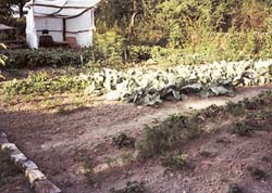unser alter Garten, neu bestellt mit Gemüse